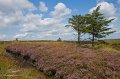 Bog bank near Eshcloghfin